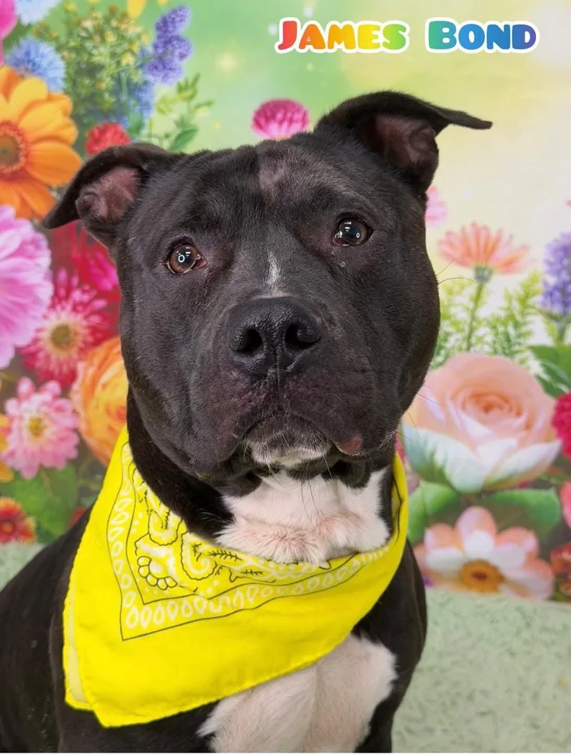 An adult large-sized male Black Mixed Breed dog named James Bond for adoption in Flint, MI