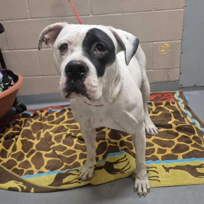 An adult large-sized female White / Cream Pit Bull Terrier dog named Maple for adoption in Tacoma, WA