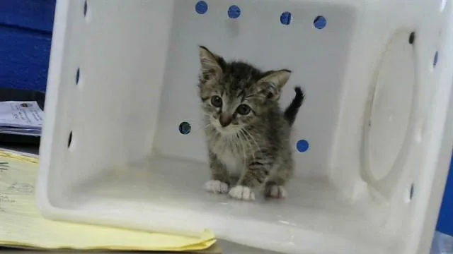 A baby small-sized male Domestic Short Hair cat named Jack for adoption in Albuquerque, NM