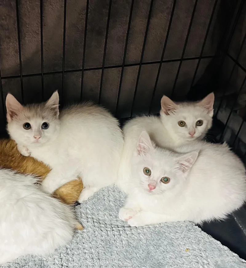 A baby medium-sized male White Domestic Short Hair cat named Dale for adoption in BUTLER, PA