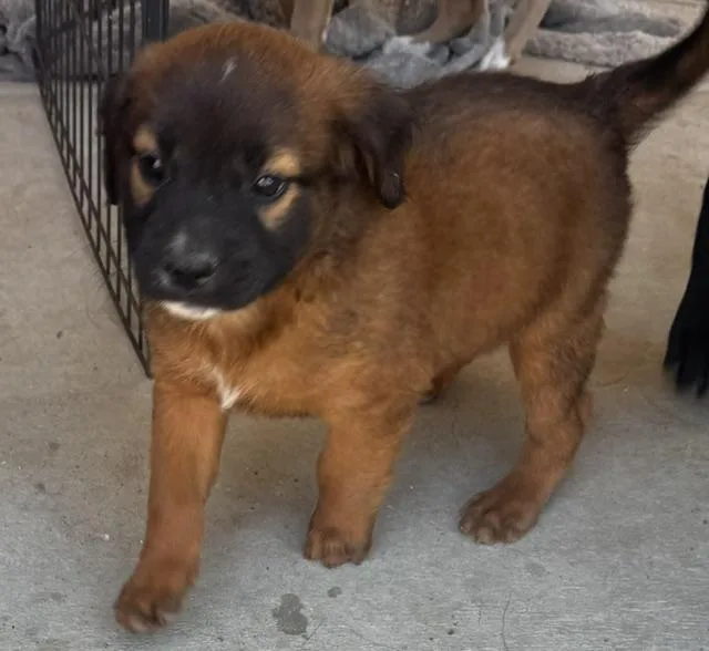 A baby medium-sized male Brown / Chocolate German Shepherd Dog dog named Micky for adoption in Aguanga, CA