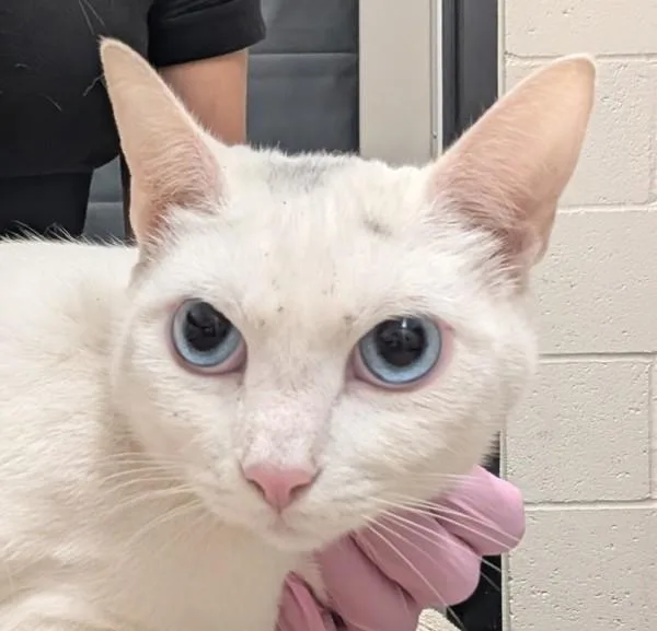 An adult small-sized female Domestic Short Hair cat named Vulpix for adoption in El Cajon, CA