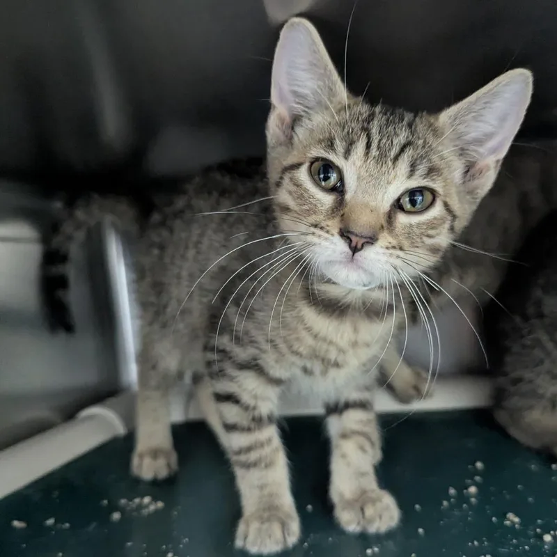A baby small-sized female Domestic Short Hair cat named Alice In Chains for adoption in Evansville, IN