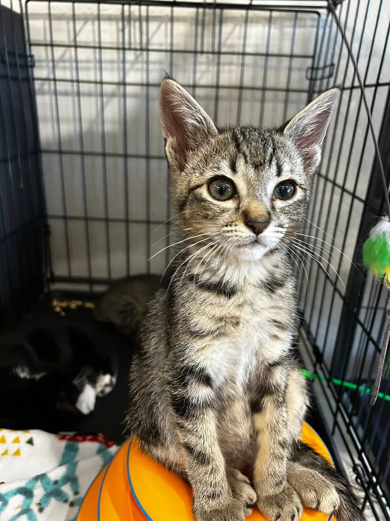 A baby medium-sized male Tabby cat named Bubba for adoption in Walnut Creek, CA