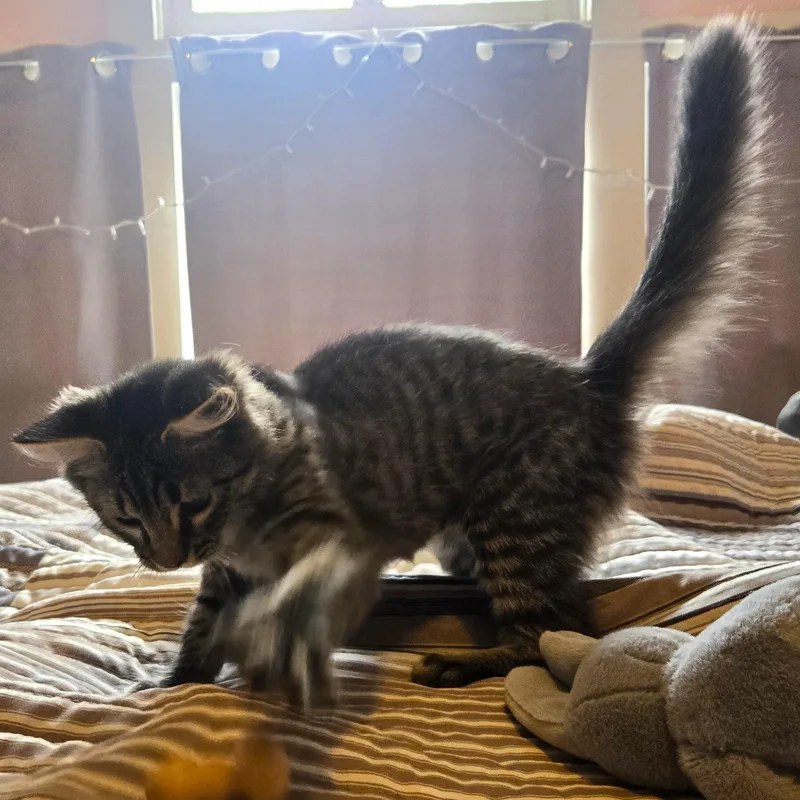 A baby medium-sized female Tabby (Brown / Chocolate) Tabby cat named Mango for adoption in Smithfield, NC