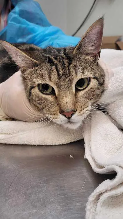 An adult medium-sized male Domestic Short Hair cat named Utah for adoption in Ringoes, NJ