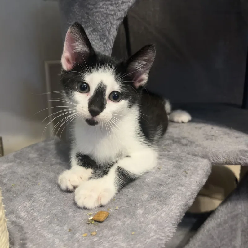 A baby medium-sized male Black & White / Tuxedo Domestic Short Hair cat named Rhion for adoption in Moriches, NY