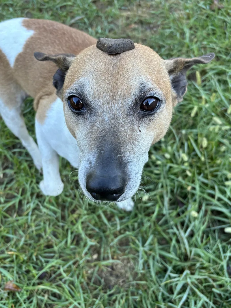 A senior medium-sized male Tricolor (Brown, Black, & White) Jack Russell Terrier dog named Juan for adoption in Shepherdsville, KY