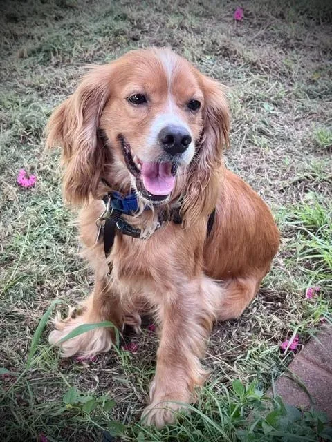 A young small-sized male Cocker Spaniel dog named Vincent for adoption in Austin, TX