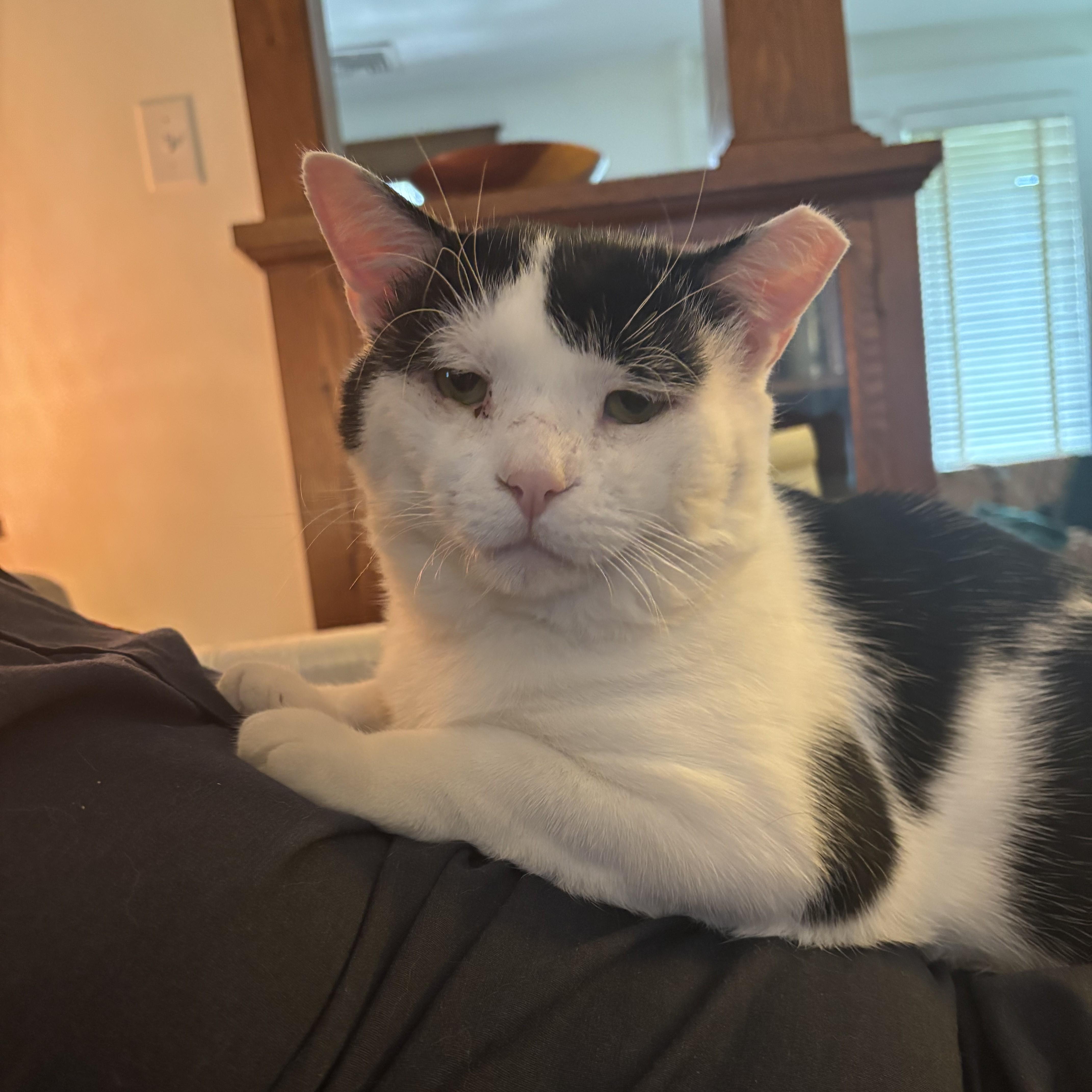 A young medium-sized male Black & White / Tuxedo Domestic Short Hair cat named Rigatoni for adoption in Lemoyne, PA