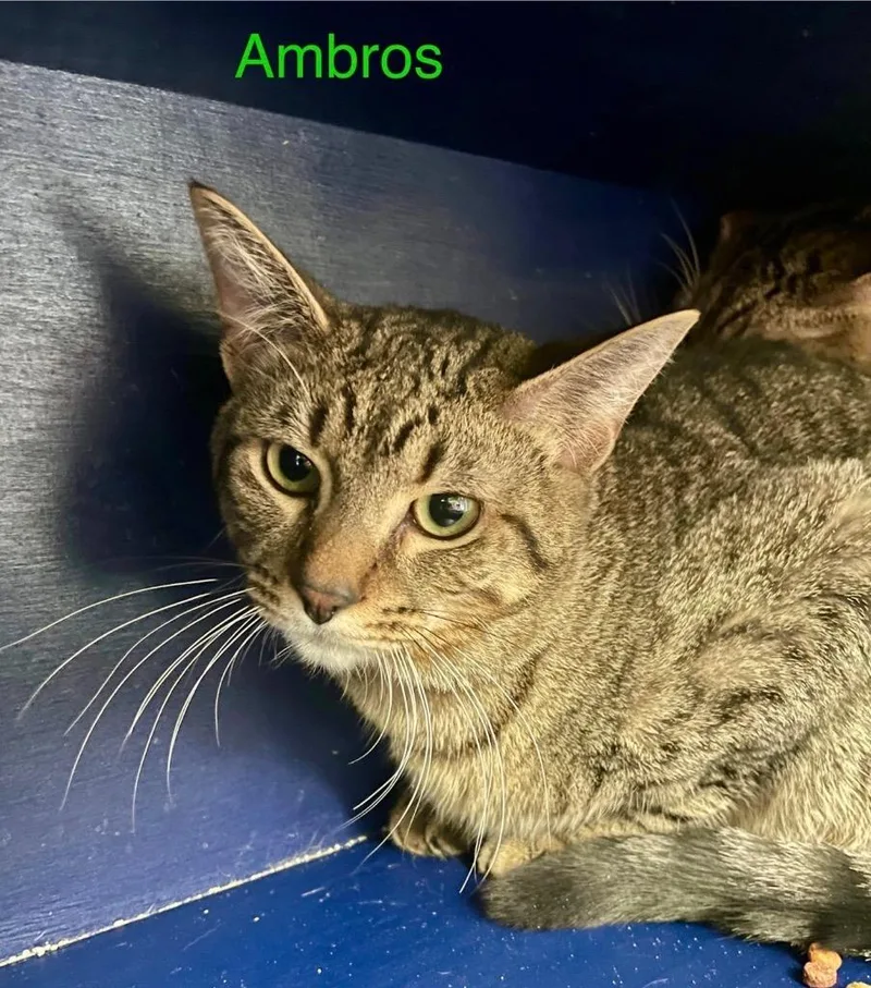 A young medium-sized male Domestic Short Hair cat named Ambros for adoption in Muskegon, MI