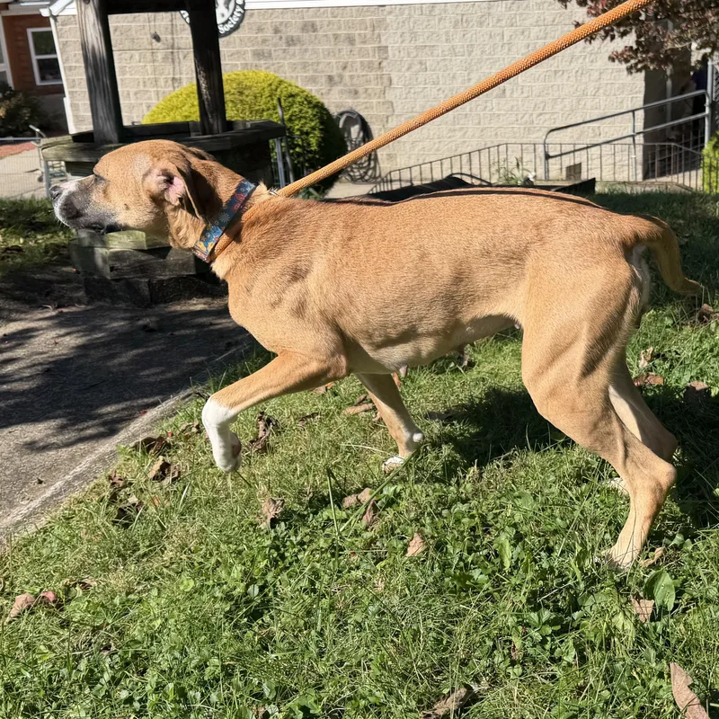 A young medium-sized female Terrier dog named Harley for adoption in Latrobe, PA