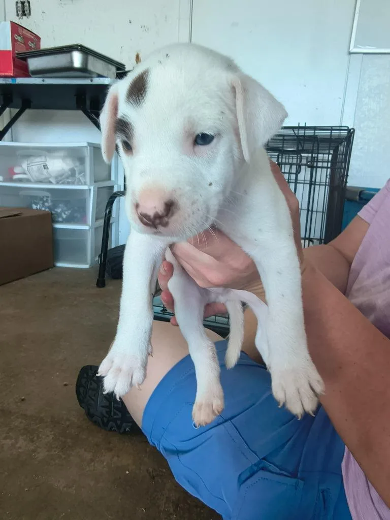 Pepper