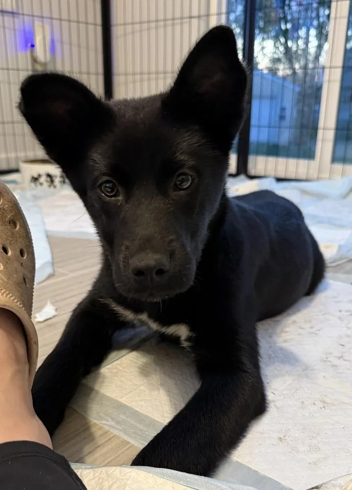 A baby medium-sized male Tricolor (Brown, Black, & White) Australian Shepherd dog named Jim for adoption in South Bend, IN