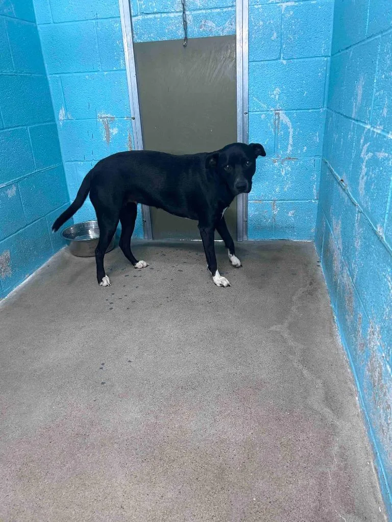 A young large-sized female Mixed Breed dog named Wednesday for adoption in Glen Rose, TX