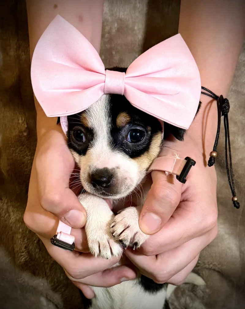 A baby small-sized female Rat Terrier dog named Tanya Cira's Litter for adoption in Holly Springs, NC