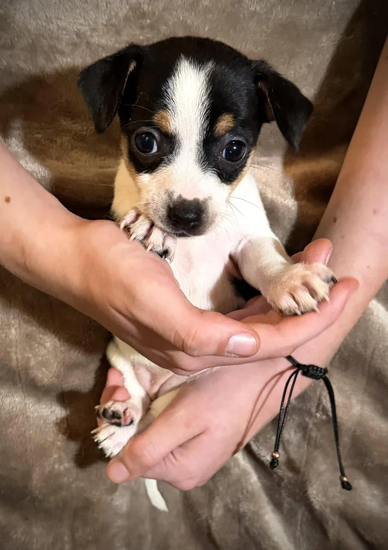 Tanya Cira's Litter thumbnail 3