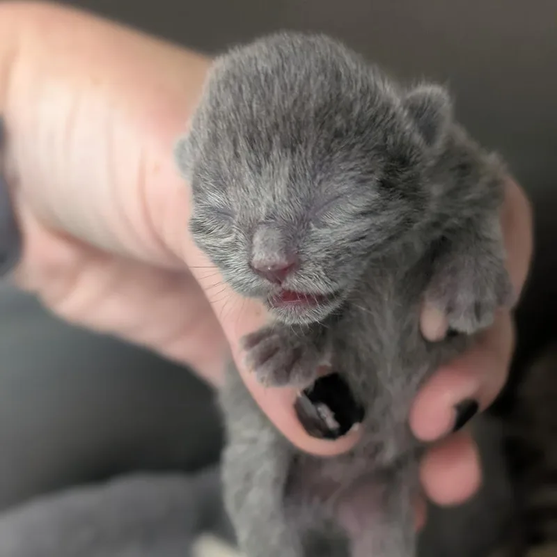 A baby small-sized female Domestic Short Hair cat named Ski for adoption in Sand Springs, OK
