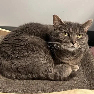 A senior small-sized female Domestic Short Hair cat named Josephine for adoption in Georgetown, KY