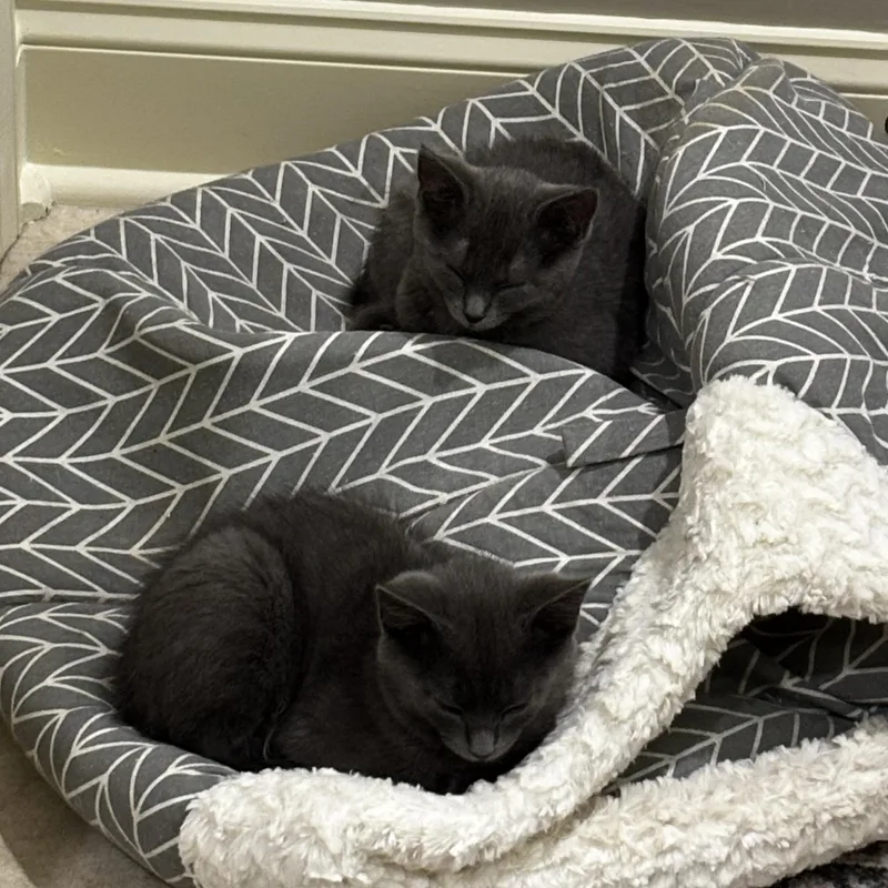 A baby medium-sized male Gray / Blue / Silver Domestic Short Hair cat named Myki Meeks for adoption in Lemoyne, PA