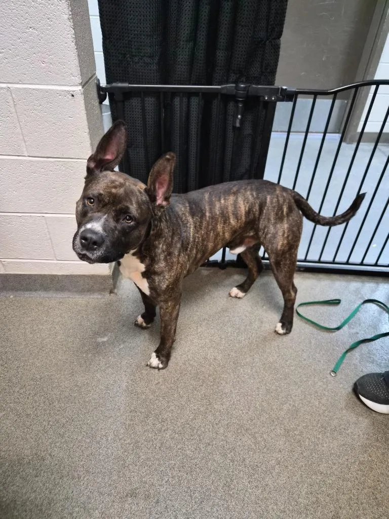 Sir Sputnik  Lord thumbnail 2