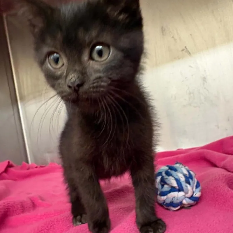 A baby small-sized female Black Domestic Short Hair cat named Blossom C for adoption in Elbow Lake, MN