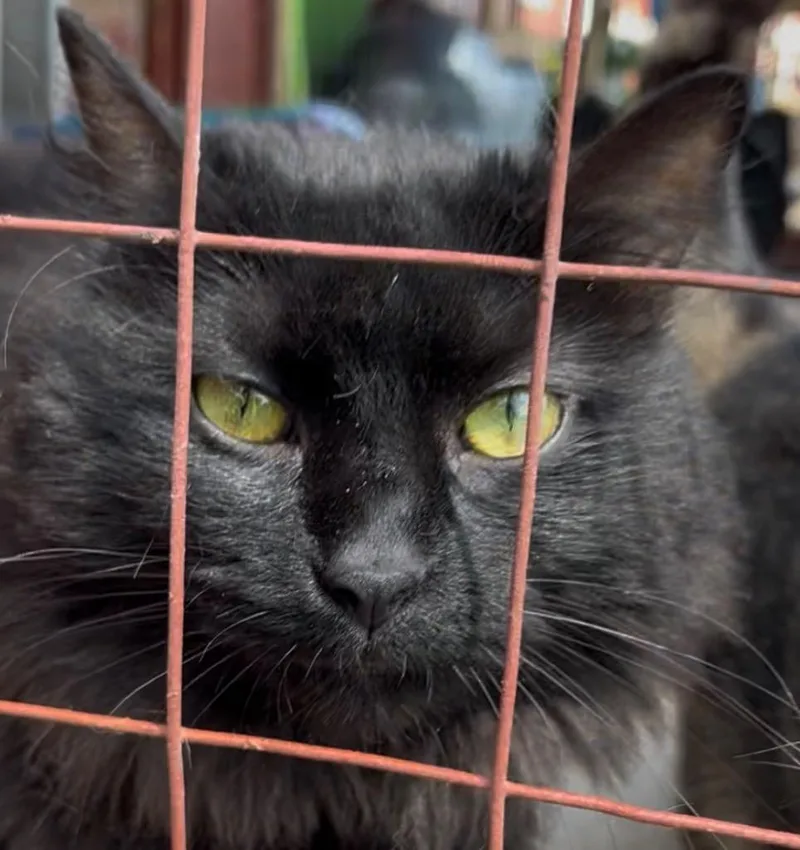 An adult medium-sized female Domestic Long Hair cat named Rebel for adoption in Saginaw, MI
