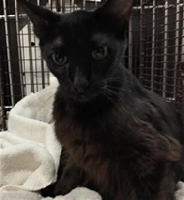 A young large-sized female Domestic Short Hair cat named Mommy for adoption in Chatsworth, CA