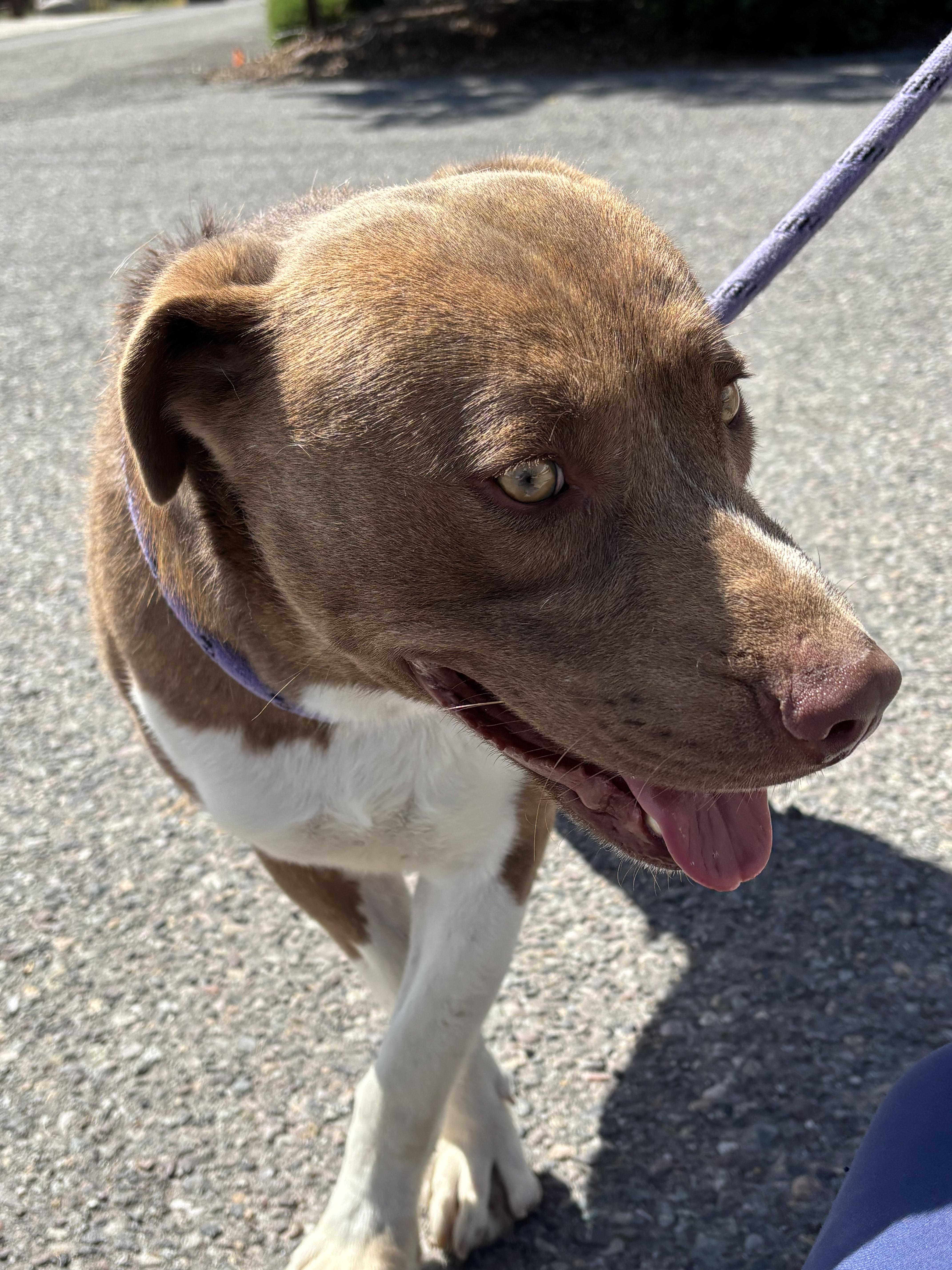 An adult medium-sized male Brown / Chocolate Australian Shepherd dog named Hershey for adoption in Montrose, CO