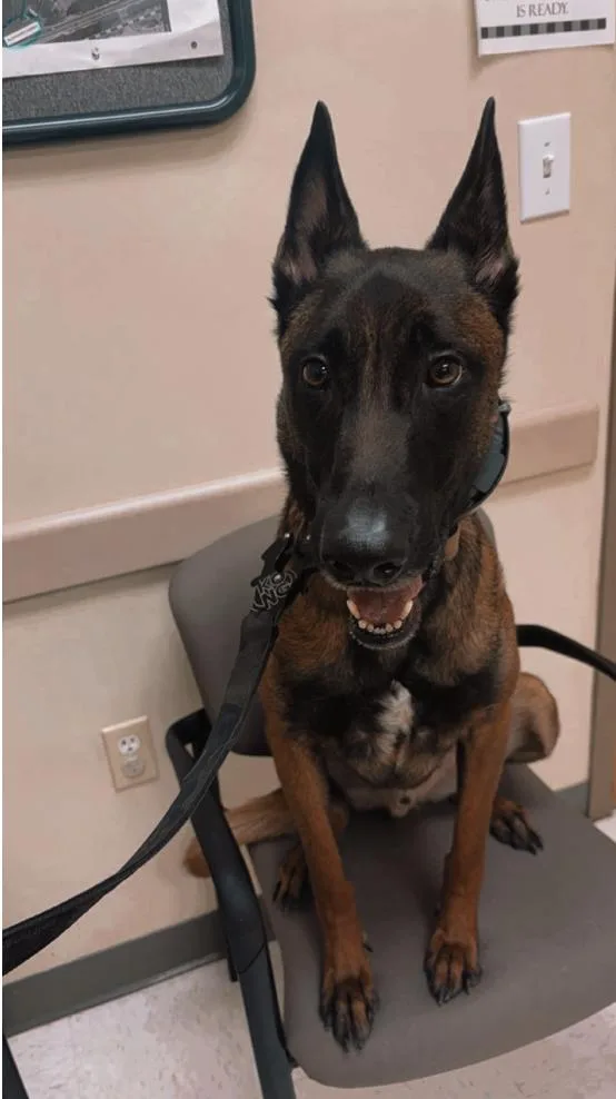 An adult medium-sized male Belgian Shepherd / Malinois dog named Louis for adoption in Houston, TX