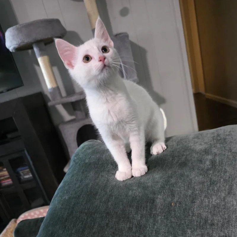 Horchata thumbnail 2