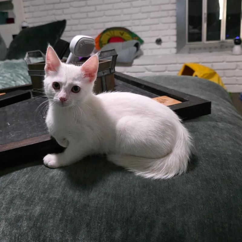 Horchata thumbnail 3