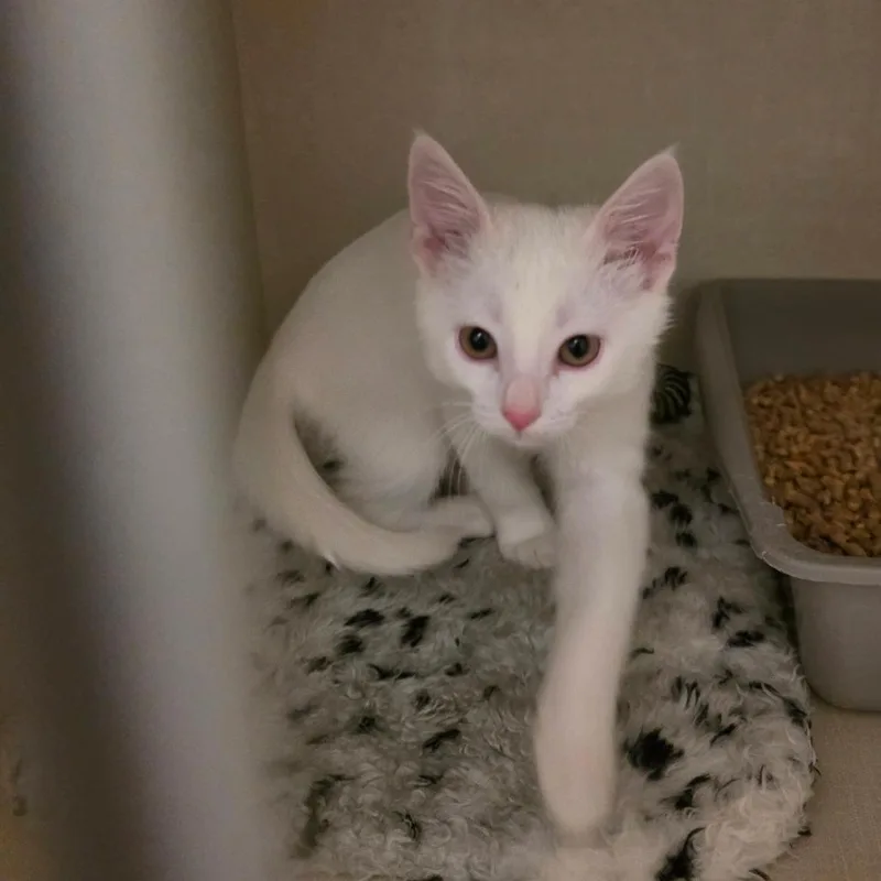 Horchata thumbnail 4