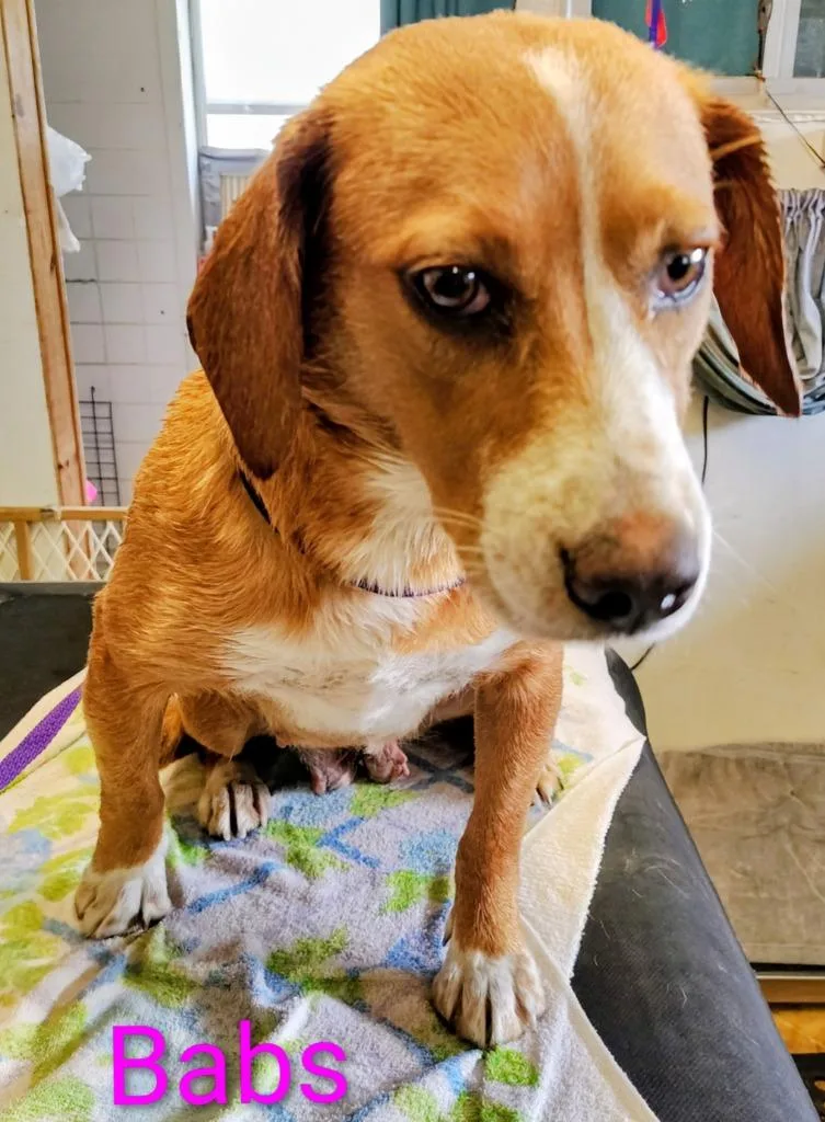 A young medium-sized female Beagle dog named Babs for adoption in Mena, AR