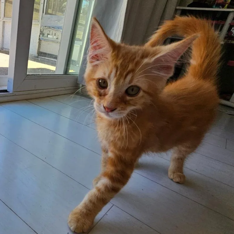 A baby small-sized male Orange / Red Domestic Short Hair cat named Walton for adoption in Westminster, CA