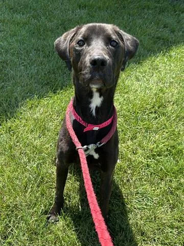 A young large-sized female Labrador Retriever dog named Daffodil for adoption in Dayton, OH