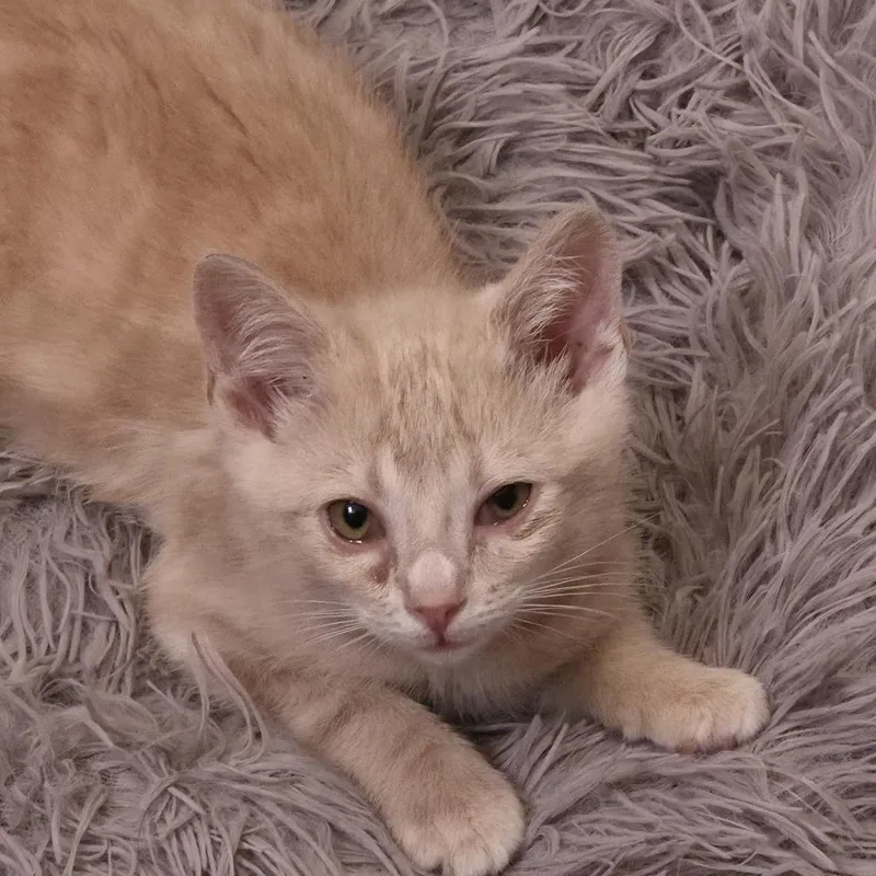A baby small-sized male Buff / Tan / Fawn Domestic Short Hair cat named Hornwort C for adoption in Princeton, MN