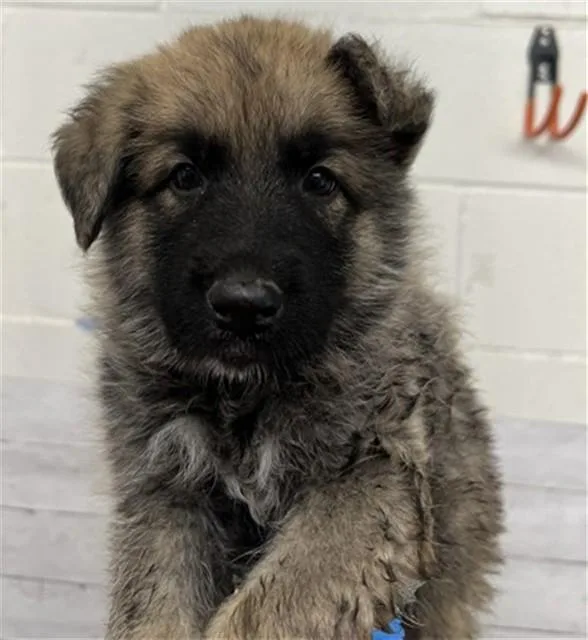 A baby small-sized male German Shepherd Dog dog named Bear for adoption in San Bernardino, CA