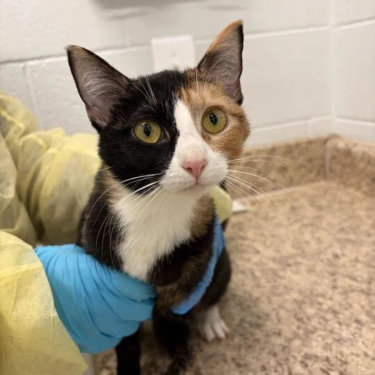 An adult medium-sized female Calico Domestic Short Hair cat named Margene for adoption in Marshall, VA