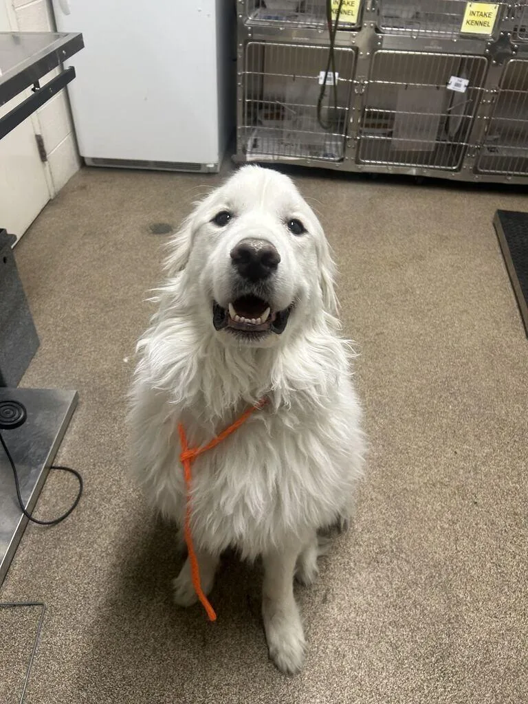 An adult medium-sized male White / Cream Great Pyrenees dog named Moose for adoption in Fruit Heights, UT