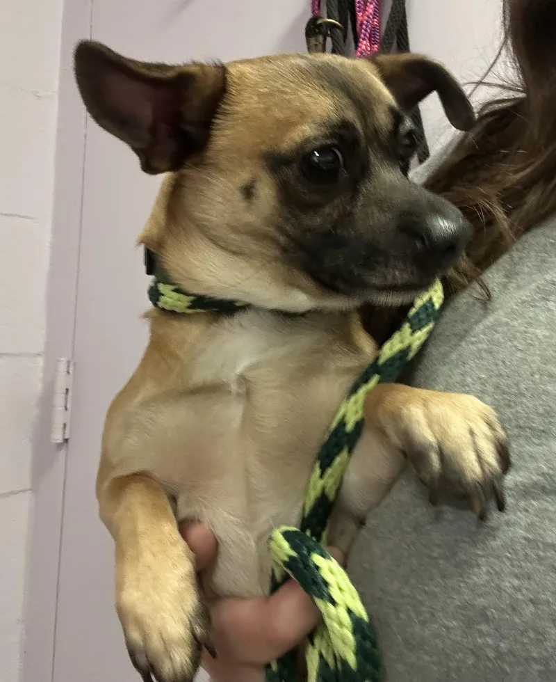 A young small-sized male Golden Chihuahua dog named Mylo for adoption in Oak Ridge, NJ