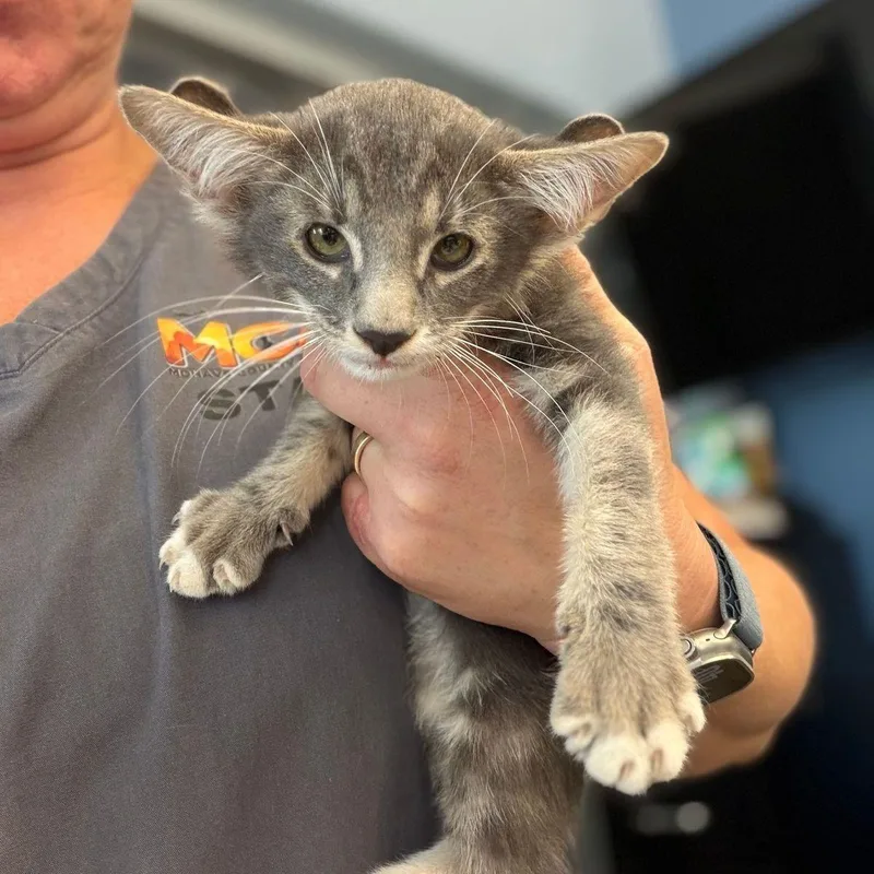 A young small-sized male Domestic Medium Hair cat named Dobby for adoption in Kingman, AZ