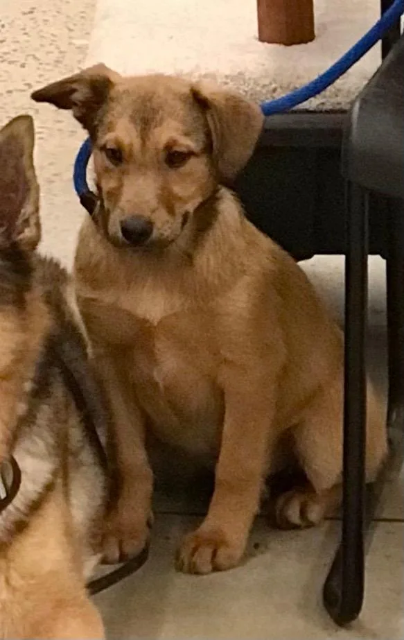 An adult medium-sized female Retriever dog named Golden Mantella for adoption in Fort Lupton, CO