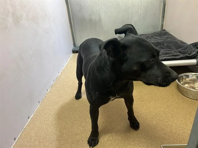 An adult medium-sized female Terrier dog named Maxine for adoption in Martinez, CA
