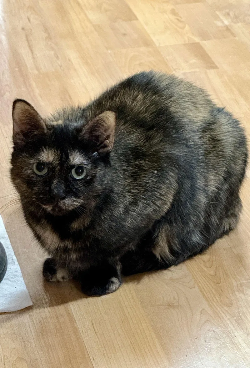 Cat  Foxy thumbnail 2