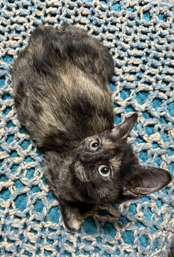 Cat  Foxy thumbnail 3