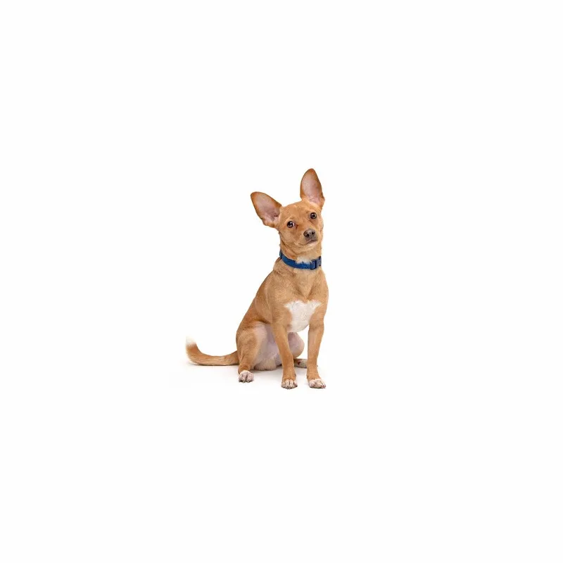 A young small-sized male Brown / Chocolate Mixed Breed dog named Daryl Hall for adoption in Playa Vista, CA