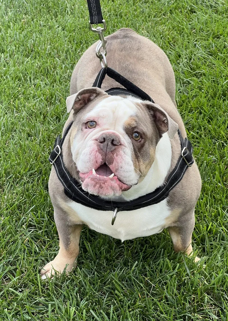 A young large-sized female English Bulldog dog named Riley for adoption in Lincoln, NE
