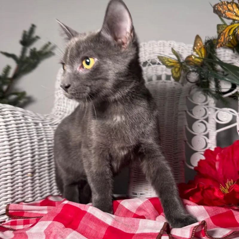 Mczoomalot thumbnail 2