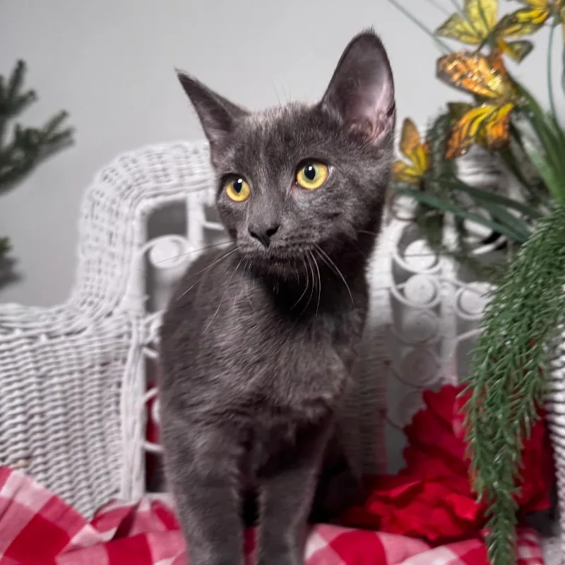 Mczoomalot thumbnail 3